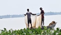 হাওরে দেশি মাছ কমছে, হাজার কোটি টাকার অর্থনীতি ঝুঁকিতে